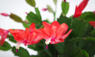 Cactus di Natale