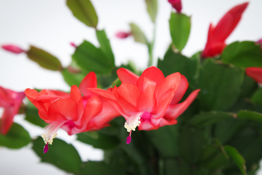 Come coltivare il cactus di Natale in casa propria