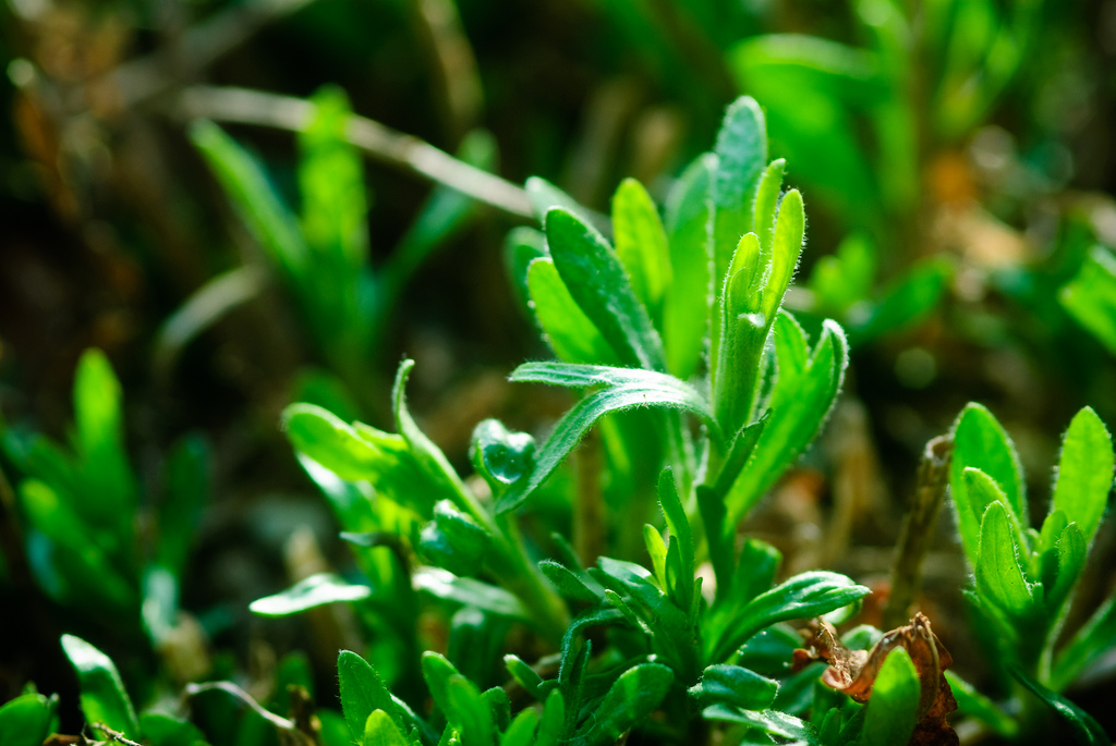 Come coltivare il dragoncello, erba aromatica amica della salute