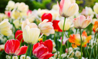 tulipano