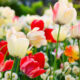 tulipano