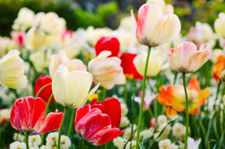 Perchè regalare i tulipani: qual è il loro significato?