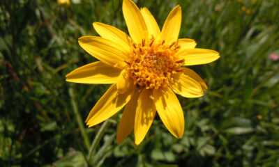 Fiore arnica montana