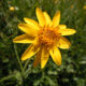 Fiore arnica montana
