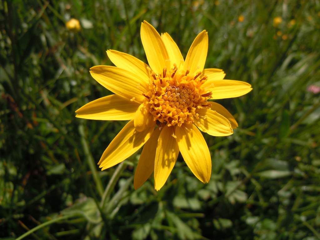 Fiore arnica montana