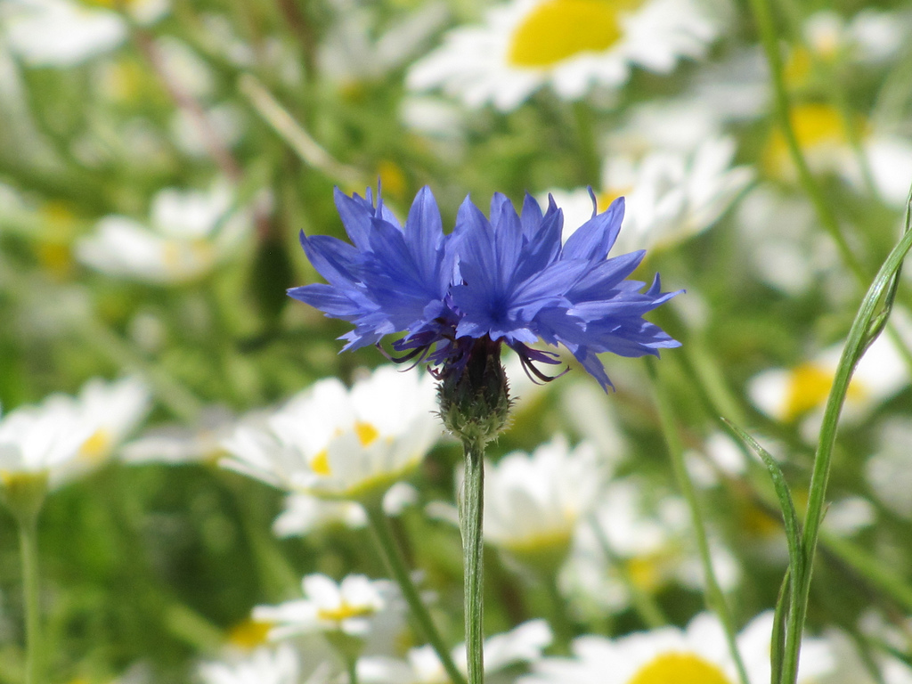 Come coltivare il fiordaliso, il fiore della felicità