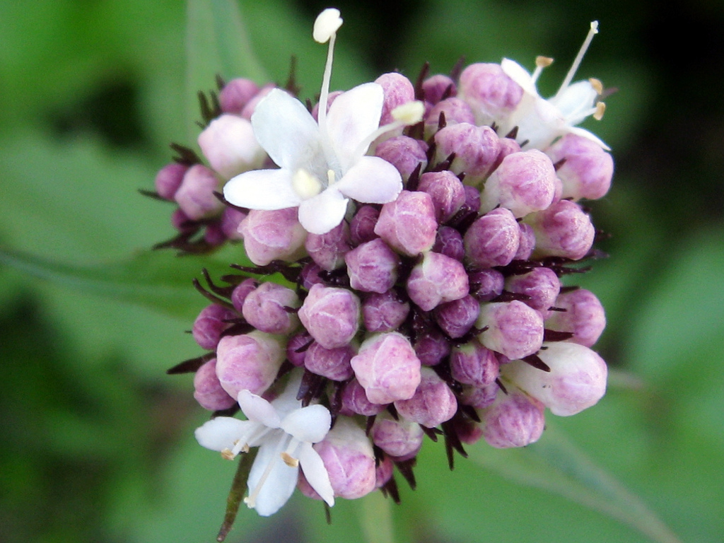 Come coltivare la valeriana in vaso, pianta amica del relax