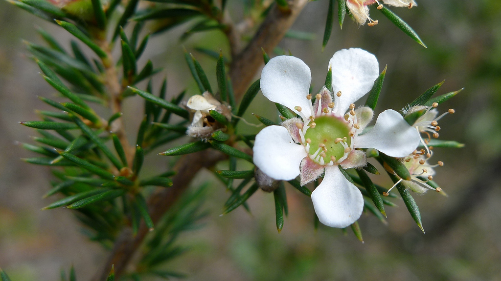 Rinfrescare l&#8217;alito in modo naturale con 5 erbe officinali