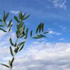 Come intrecciare le palme di Pasqua con queste semplici istruzioni
