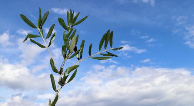 Come intrecciare le palme di Pasqua con queste semplici istruzioni