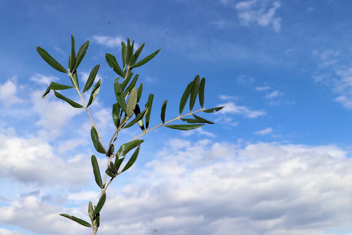 ulivo come intrecciare le palme