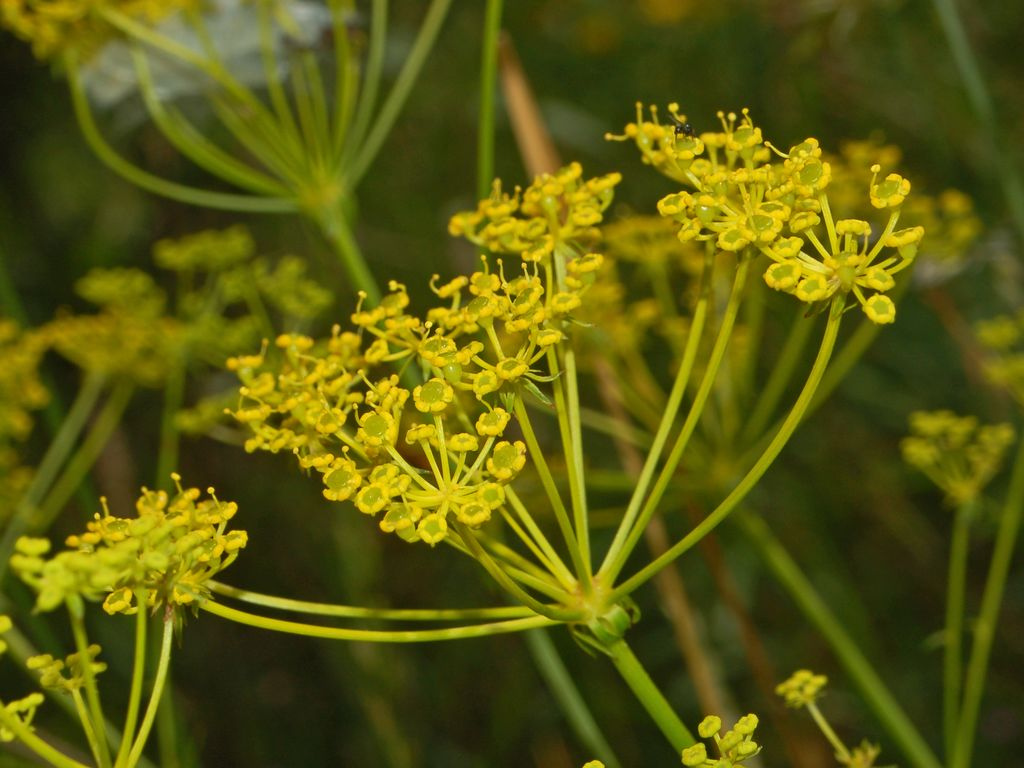 Come coltivare l&#8217;aneto, pianta aromatica amica della cucina