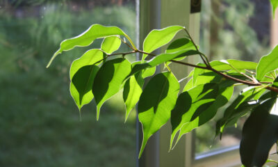 Coltivare ficus benjamin