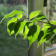 Coltivare ficus benjamin