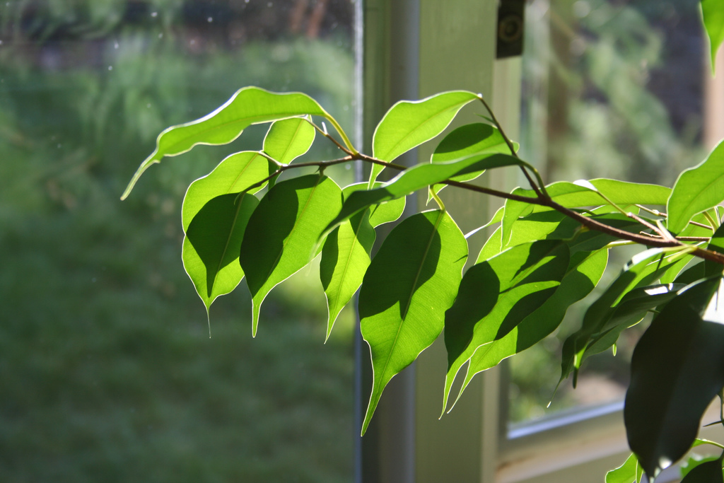 Come coltivare il Ficus Benjamin, splendida pianta ornamentale