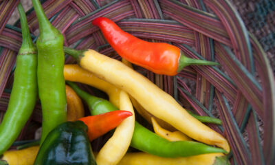 Come coltivare peperoncino