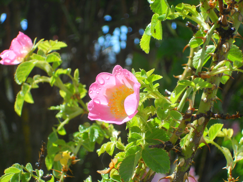 L&#8217;olio di rosa mosqueta per la cura del corpo