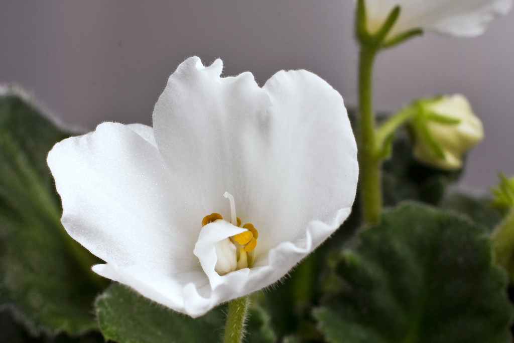 Come coltivare la Saintpaulia o violetta africana, cure e consigli