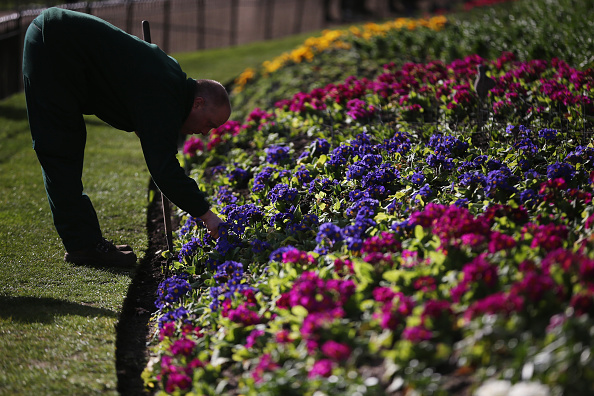 Come coltivare, il dizionario base dei termini di giardinaggio