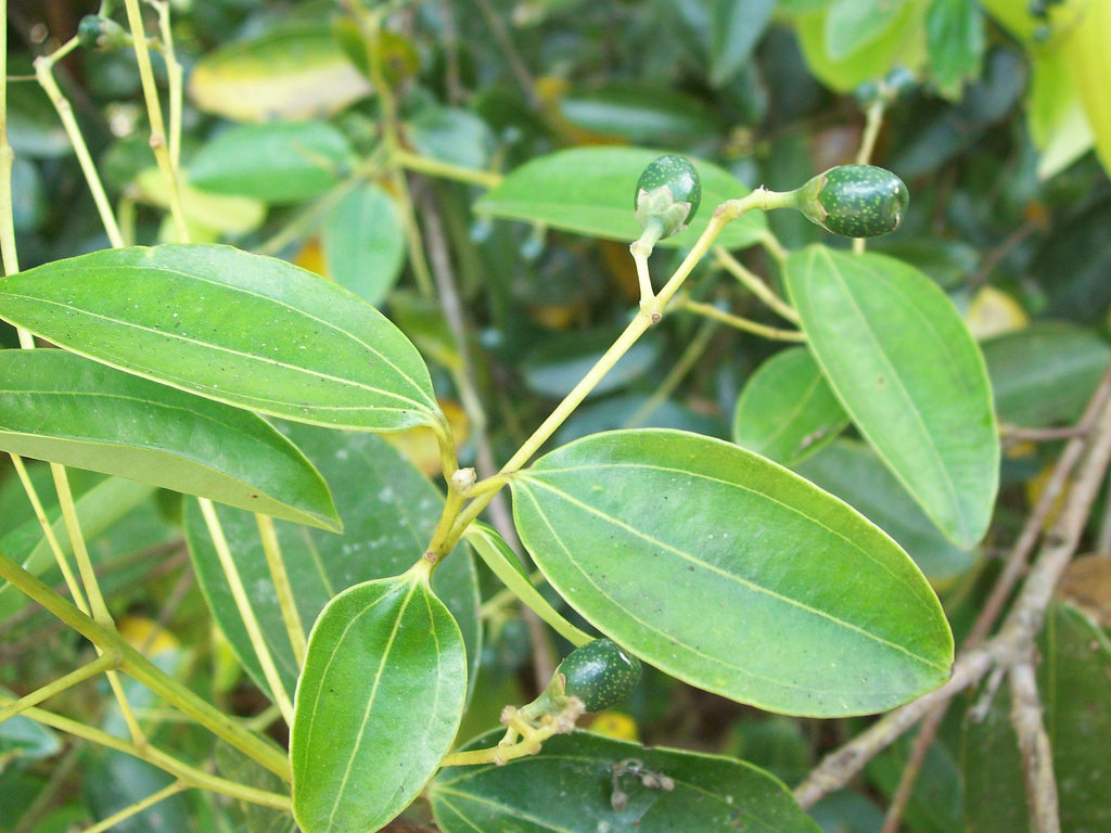 Come coltivare il Cinnamomun zeylanicum, l&#8217;albero della cannella