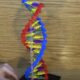 Modello DNA con i Lego