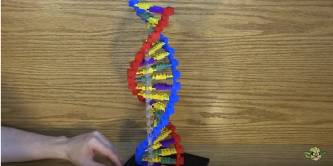 Costruire un modello di DNA