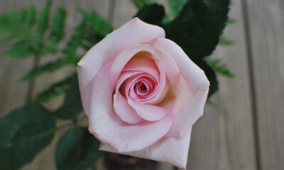Rosa rosa