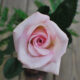 Rosa rosa