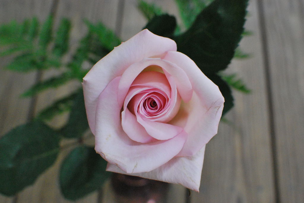 Maggio mese delle rose, ecco il significato dei loro colori