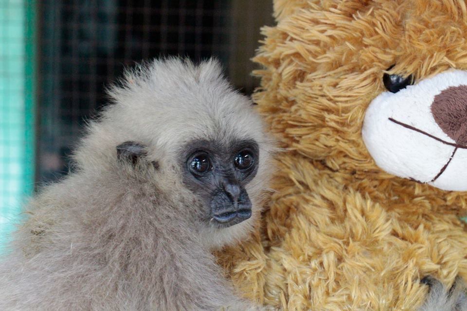 L’orsetto di peluche che ha adottato una scimmietta orfana