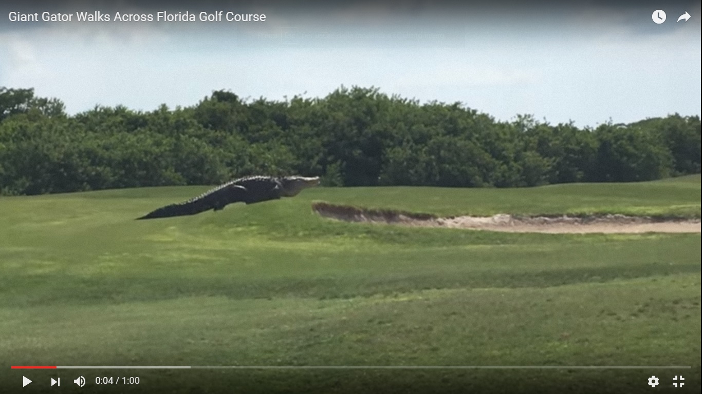 Alligatore gigante al campo da golf in Florida [Video]
