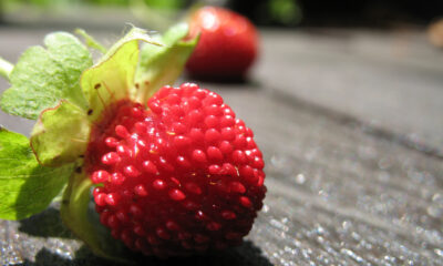 Fragola selvatica