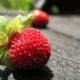 Fragola selvatica