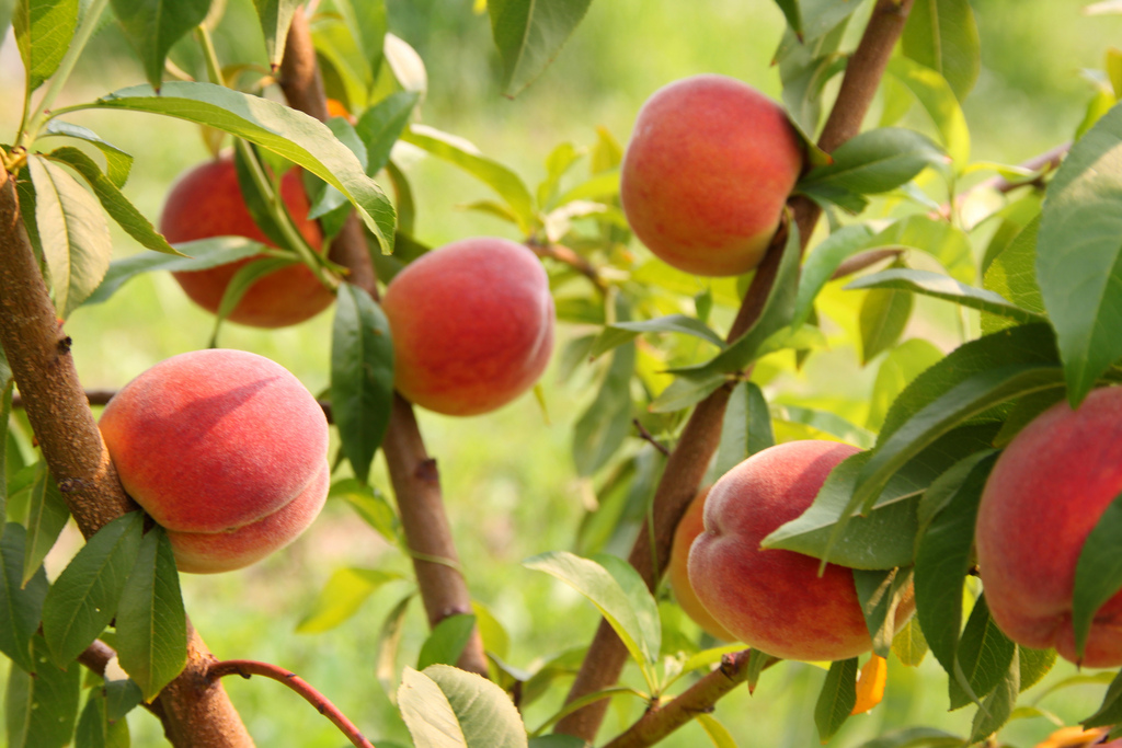 Come coltivare l&#8217;albero di pesche in vaso sul balcone