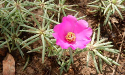 Come coltivare Portulaca