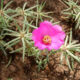 Come coltivare Portulaca