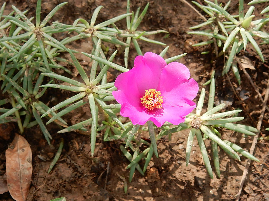 Come coltivare la Portulaca, pianta erbacea bella e curativa