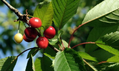 Piante messa dimora