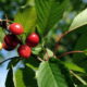 Piante messa dimora