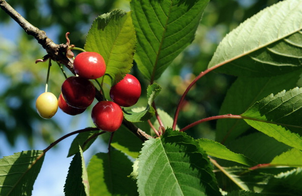 Come mettere a dimora una pianta da frutto