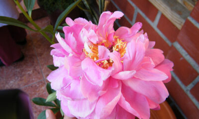 peonie rosa