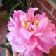 peonie rosa