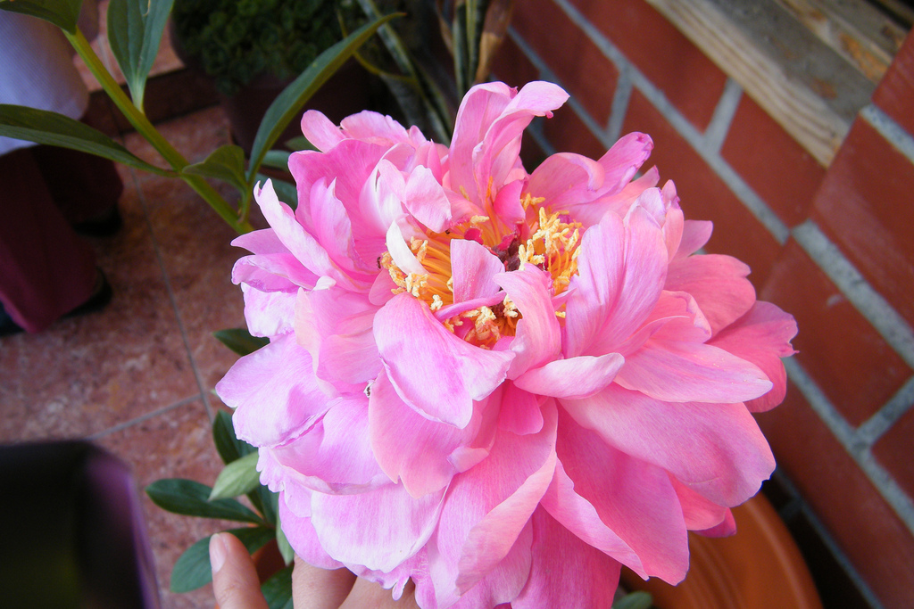 peonie rosa