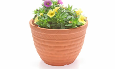 petunia in vaso