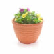 petunia in vaso
