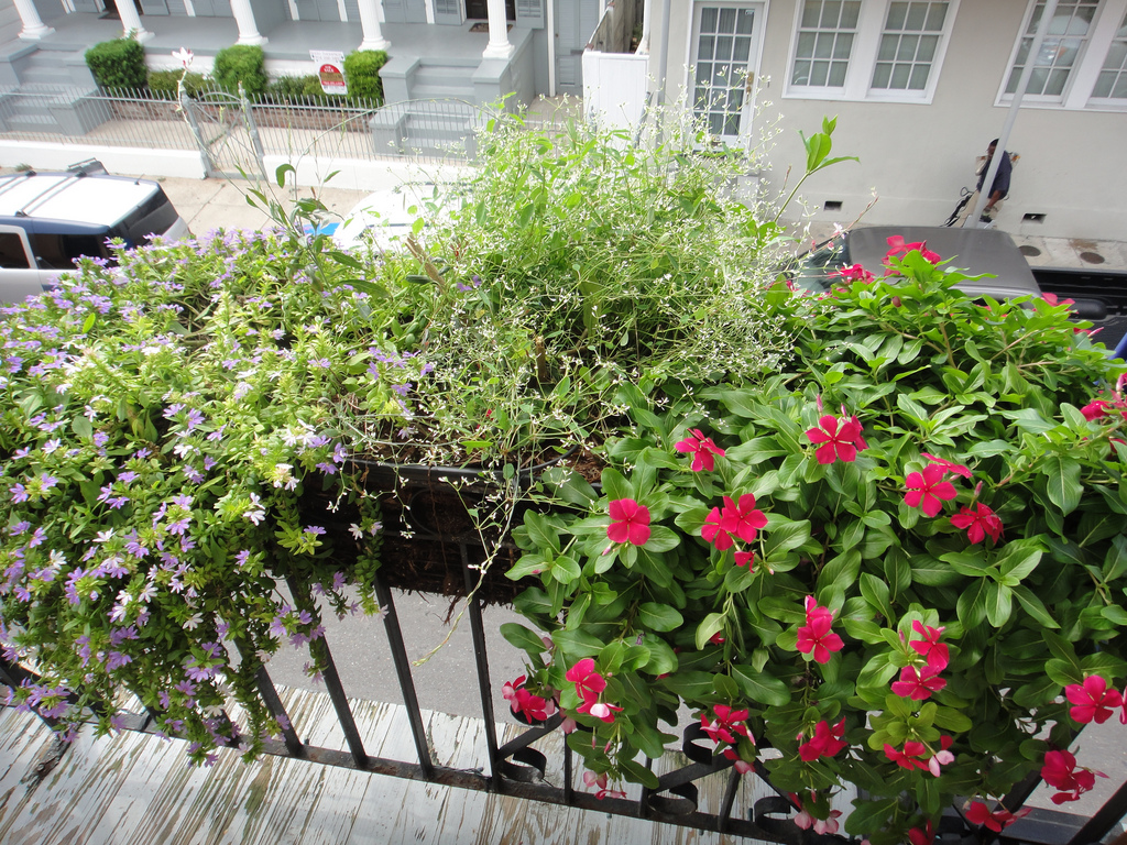 Come coltivare fiori e piante sul balcone, 5 regole da seguire