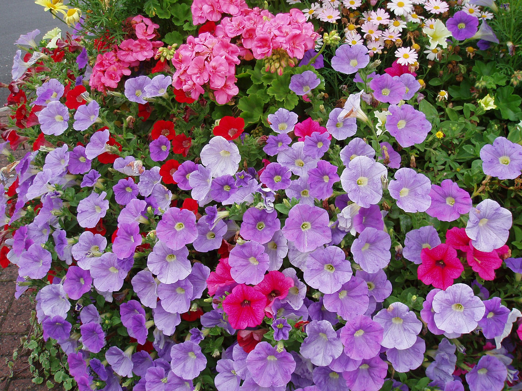 Come coltivare: 5 fiori estivi per colorare il balcone