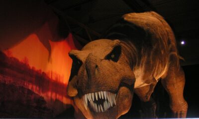 Tirannosauro Rex