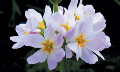 App fiori bach