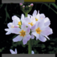App fiori bach